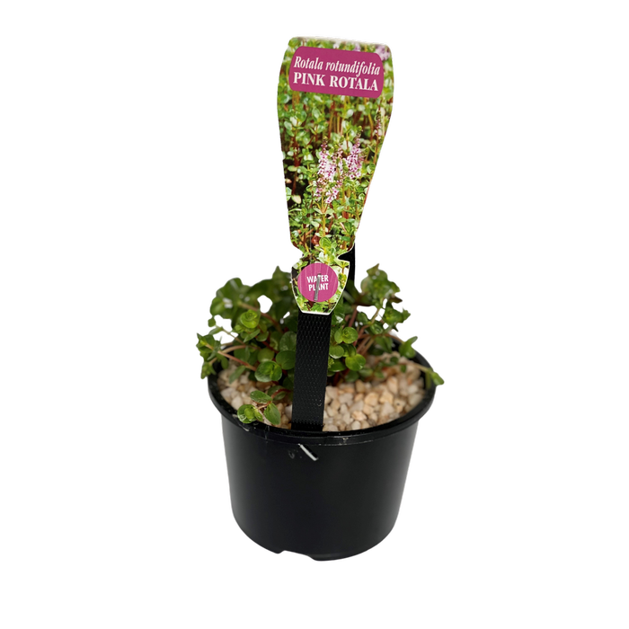 115mm Small Assorted Water Plants