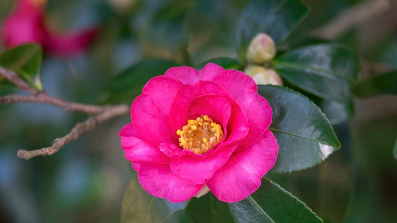 Camellia flower.