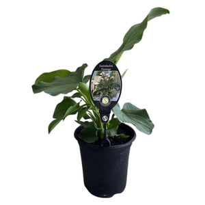 190mm Calla Lily Flamingo Zantedeschia -  Zantedeschia aethiopica