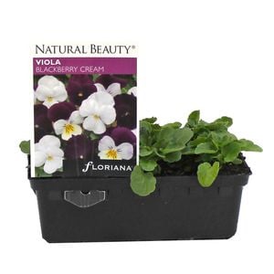 Viola Blackberry Cream Punnet - Viola cornuta