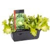 Lettuce Iceberg Punnet - Lactuca sativa