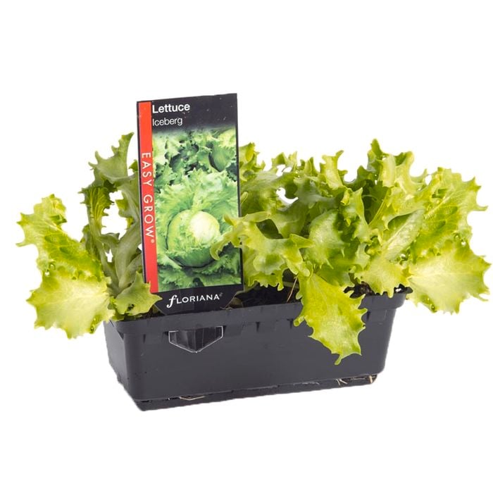 Lettuce Iceberg Punnet - Lactuca sativa