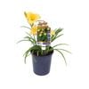 140mm Stella Bella - Hemerocallis