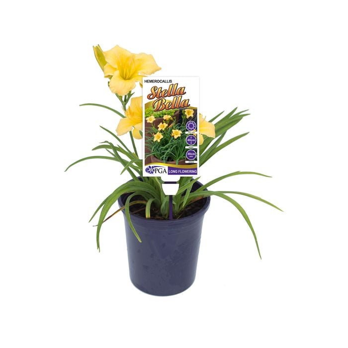 140mm Stella Bella - Hemerocallis