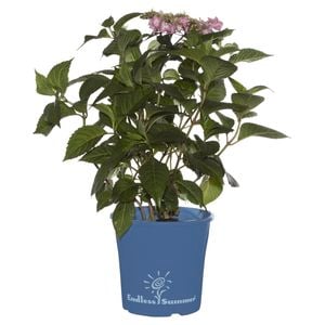 200mm Twist N Shout Hydrangea - Hydrangea spp.
