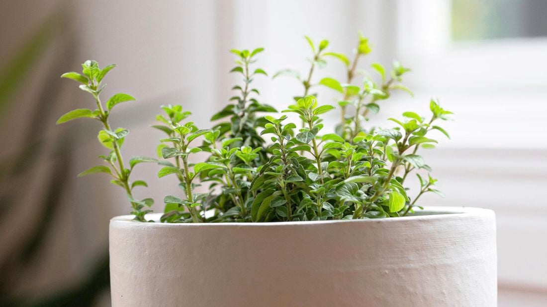 Oregano in a pot.