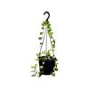125mm Bilobata Hanger - Hoya