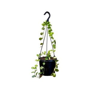 125mm Bilobata Hanger - Hoya