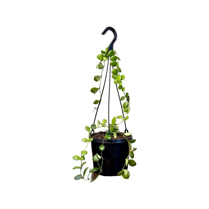 125mm Bilobata Hanger - Hoya