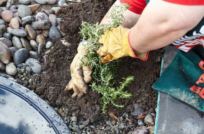Person planting plant next to small pond feature.