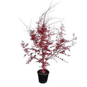 30L Japanese Maple - Acer palmatum Shindeshojo