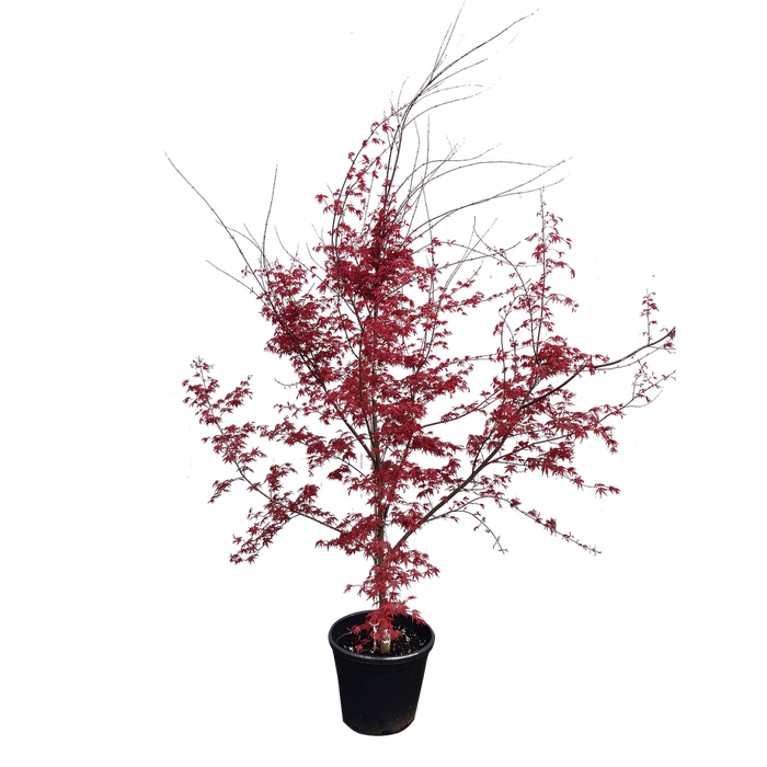 30L Japanese Maple - Acer palmatum Shindeshojo