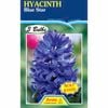 Fiesta Flower Bulbs Hyacinth Blue Star - 3 Bulbs
