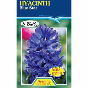 Fiesta Flower Bulbs Hyacinth Blue Star - 3 Bulbs