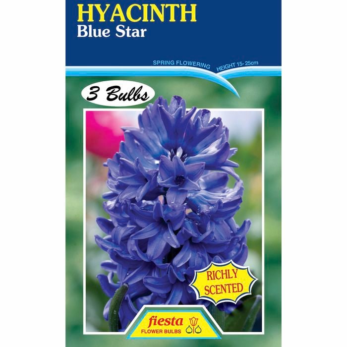 Fiesta Flower Bulbs Hyacinth Blue Star - 3 Bulbs