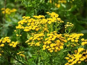 A clump of yellow tansy growing in a garden