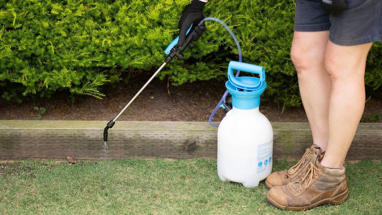 A person is applying herbicide along the edges of the lawn.