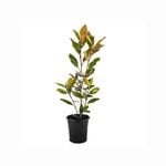 180mm Magnolia Little Gem - Magnolia grandiflora