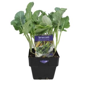 100mm Broccoli Brocolette