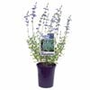 140mm Mexican Blue - Salvia chamaedryoides