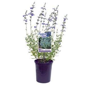 140mm Mexican Blue - Salvia chamaedryoides