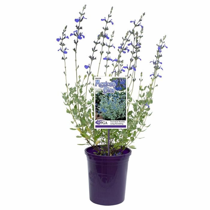 140mm Mexican Blue - Salvia chamaedryoides