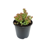 1.3L String of Buttons - Crassula perforata