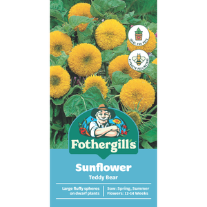 Fothergill's Sunflower Teddy Bear Seeds