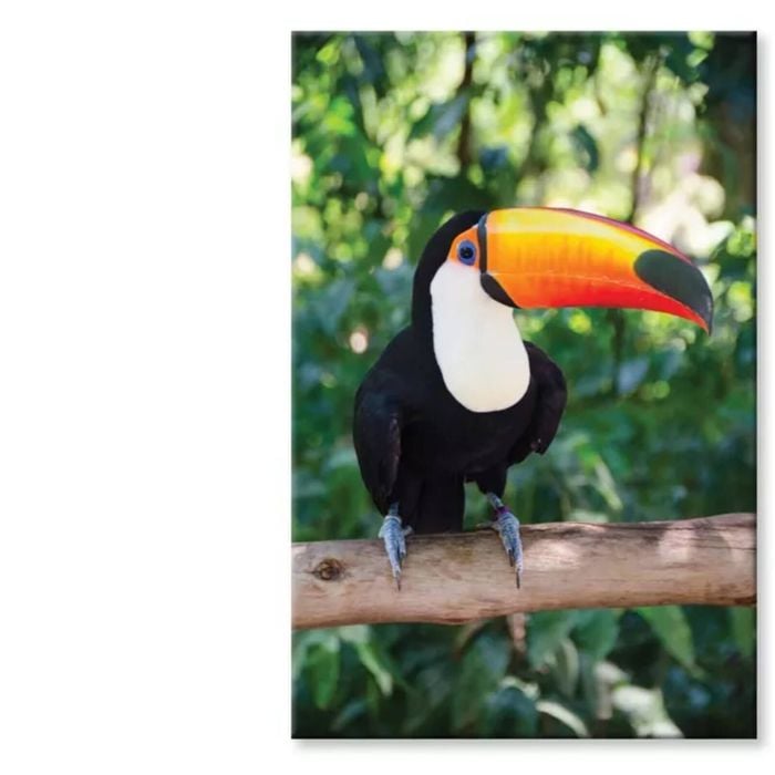 Largest And Best-Known Toucan  Print 100% Australian Made 60 x 90cm  (Stretched)