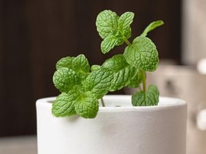 Mint in a pot.