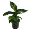 125mm Green Magic - Dieffenbachia maculata