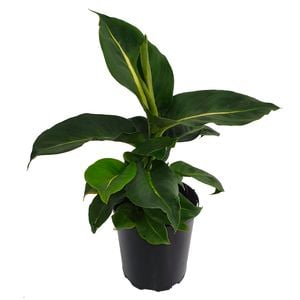 125mm Green Magic - Dieffenbachia maculata