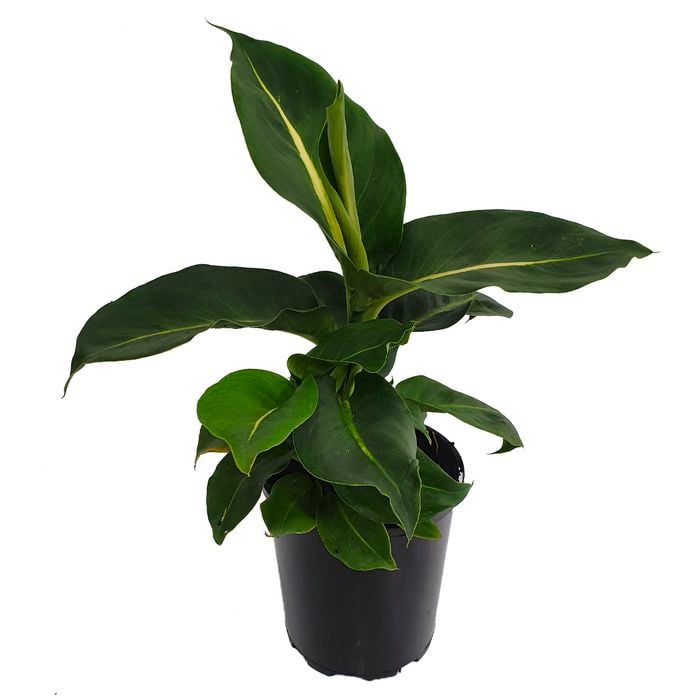 125mm Green Magic - Dieffenbachia maculata