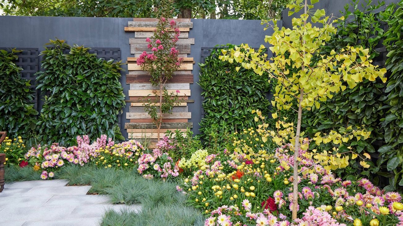 A corner of a maximalist garden with dark grey walls, a timber feature, black trellises and a mix of plants including crepe myrtle, gingko and strawflower.