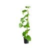 120mm Non Grafted Black Passionfruit - Passiflora edulius