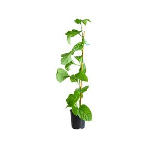 120mm Non Grafted Black Passionfruit - Passiflora edulius