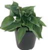 1.3L Hosta Assorted
