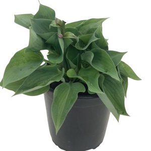 1.3L Hosta Assorted
