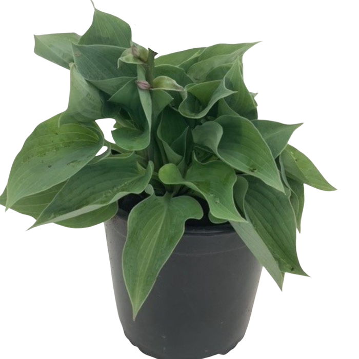 1.3L Hosta Assorted