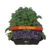 Mega Punnet - Pansy Blue - Viola x wittrockiana