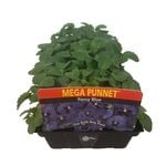 Mega Punnet - Pansy Blue - Viola x wittrockiana