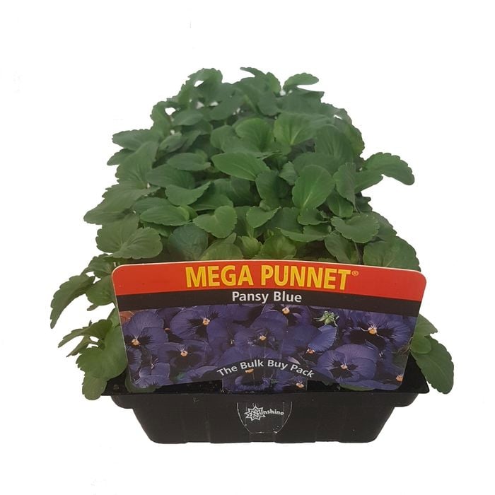 Mega Punnet - Pansy Blue - Viola x wittrockiana