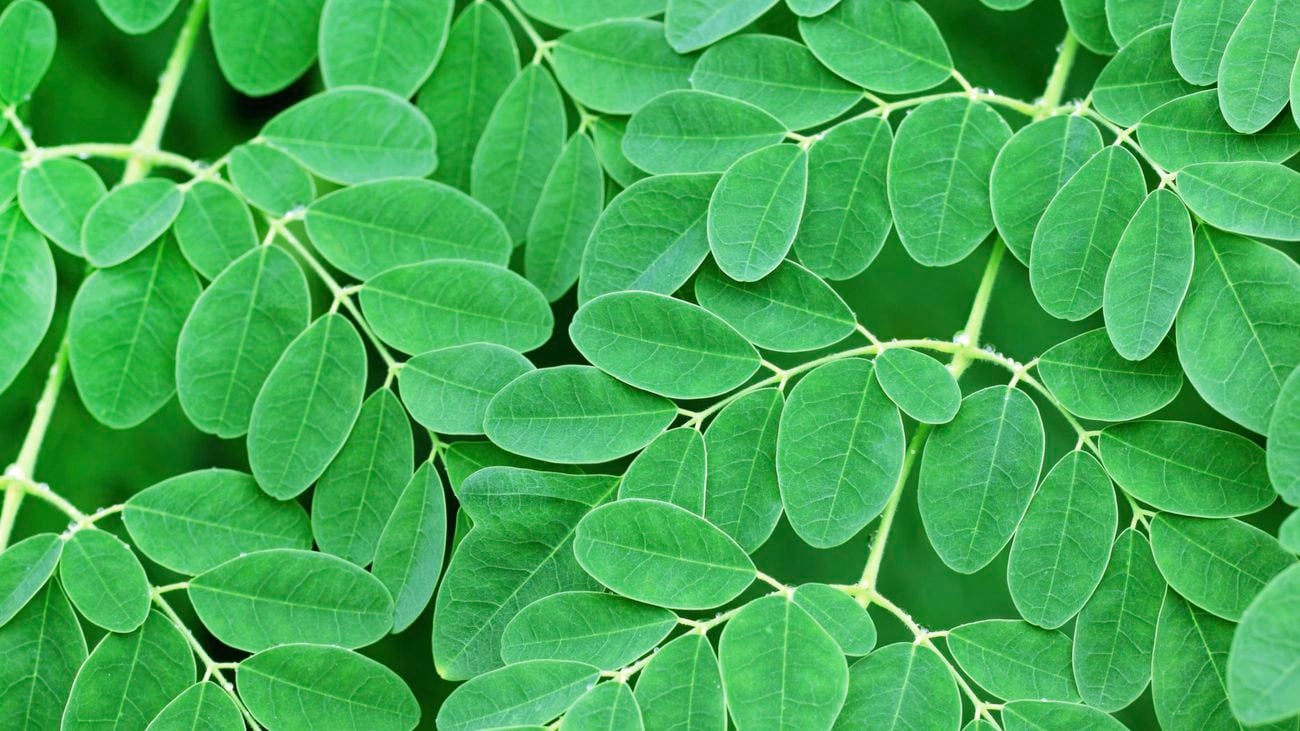 Moringa close up of the leaves.