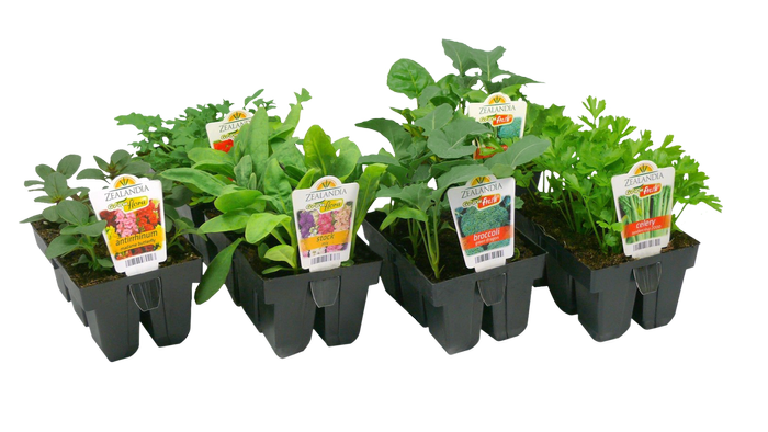 Zealandia Flower & Veggie punnets