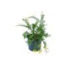 250mm Grevillea Lemon Daze
