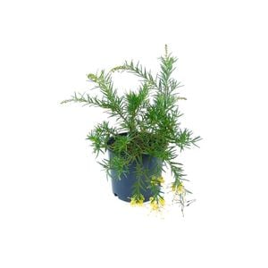 250mm Grevillea Lemon Daze