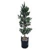 25L Pohutukawa Metrosideros Mistral