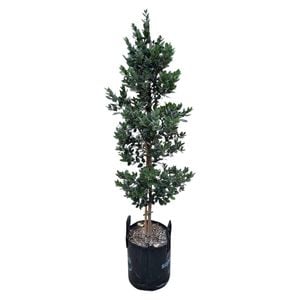 25L Pohutukawa Metrosideros Mistral