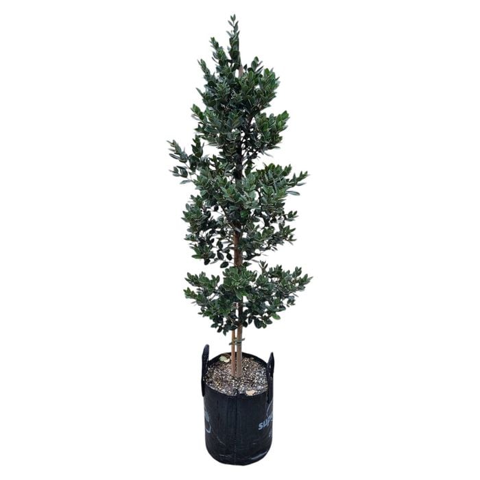 25L Pohutukawa Metrosideros Mistral