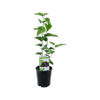 140mm Mulberry Dwarf